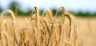 Baking for Better Climate